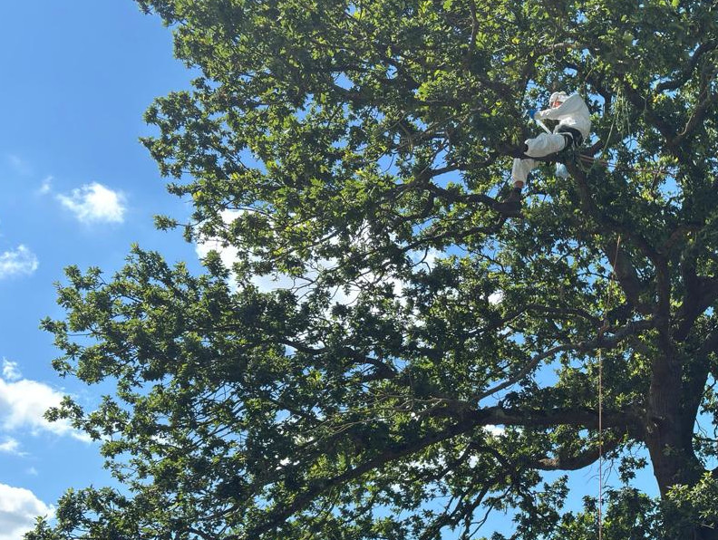 Protective-clothing removal of an oak processionary moth nest