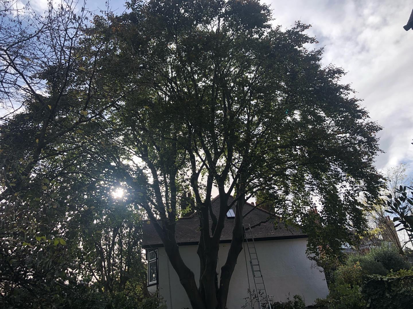 Copper beech after a 15 percent crown thin