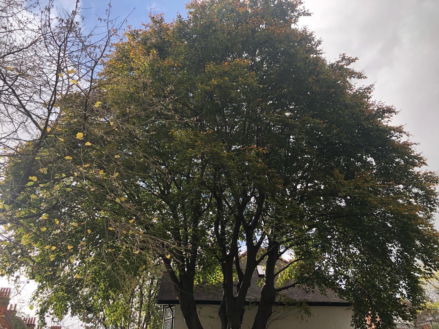 Copper beech before a 15 percent crown thin