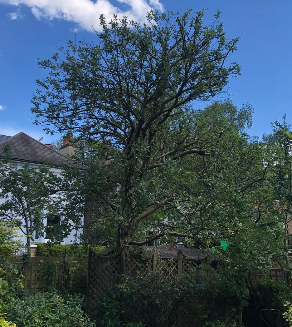 Prunus tree after a 30 percent crown reduction