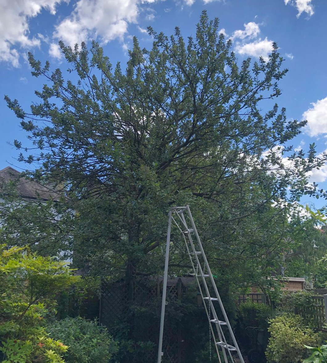 Prunus tree before a 30 percent crown reduction