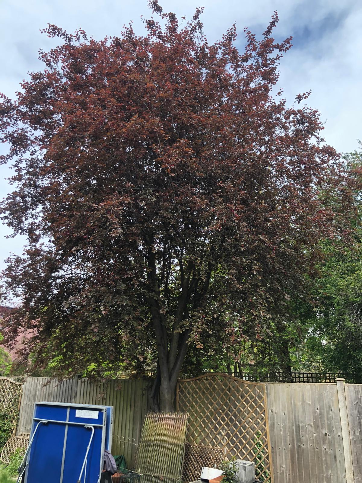 Purple-leaf plum before a 40 percent reduction