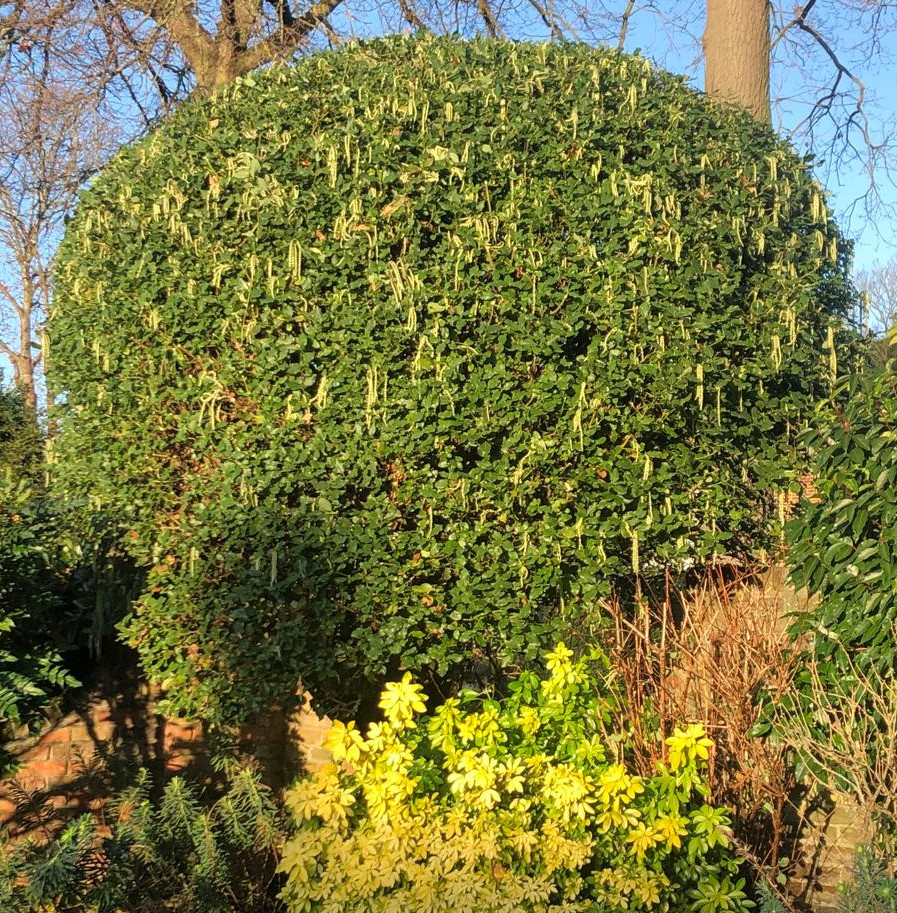 Twisted witch hazel after a 40 percent trim