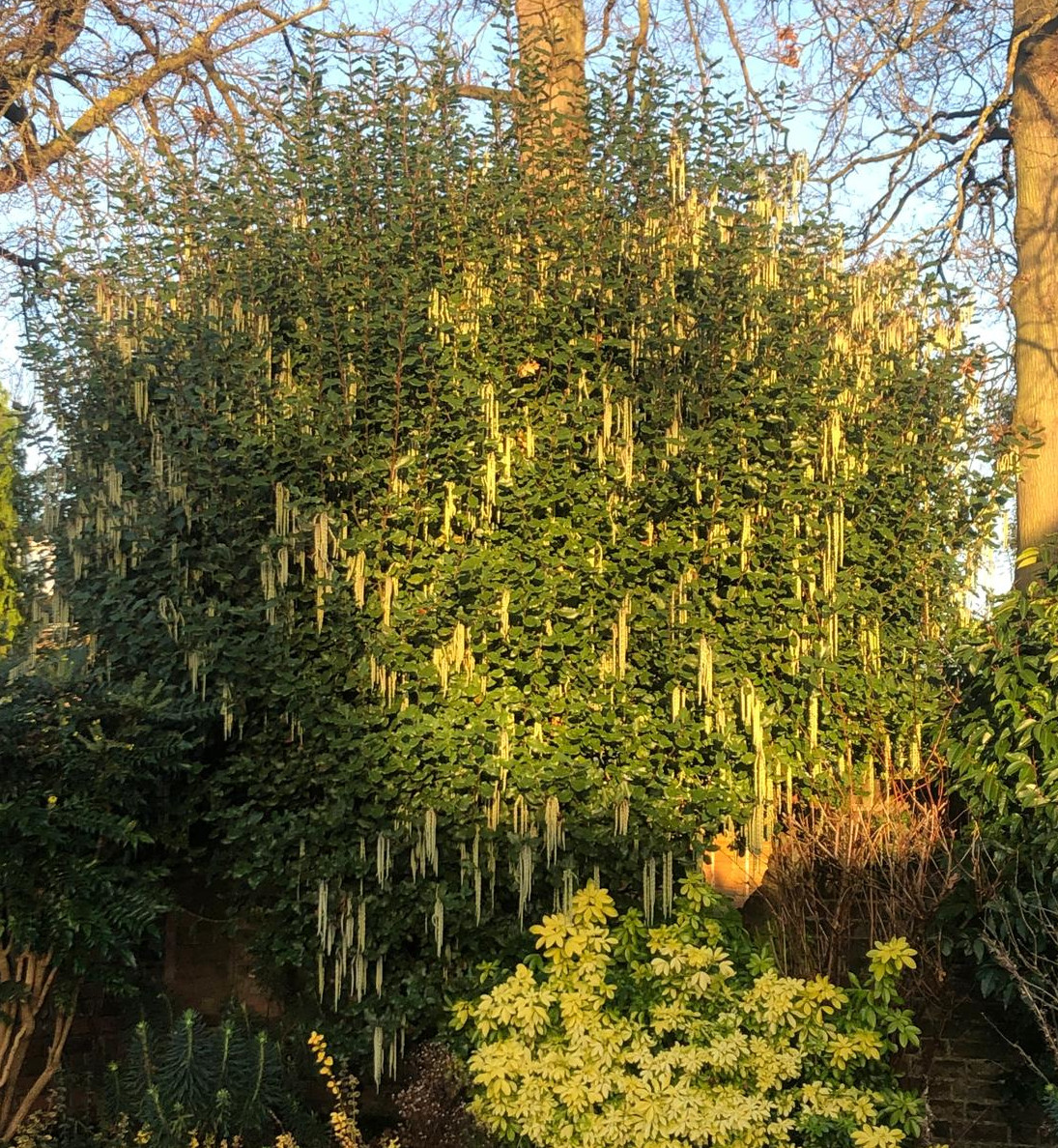 Twisted witch hazel before a 40 percent trim